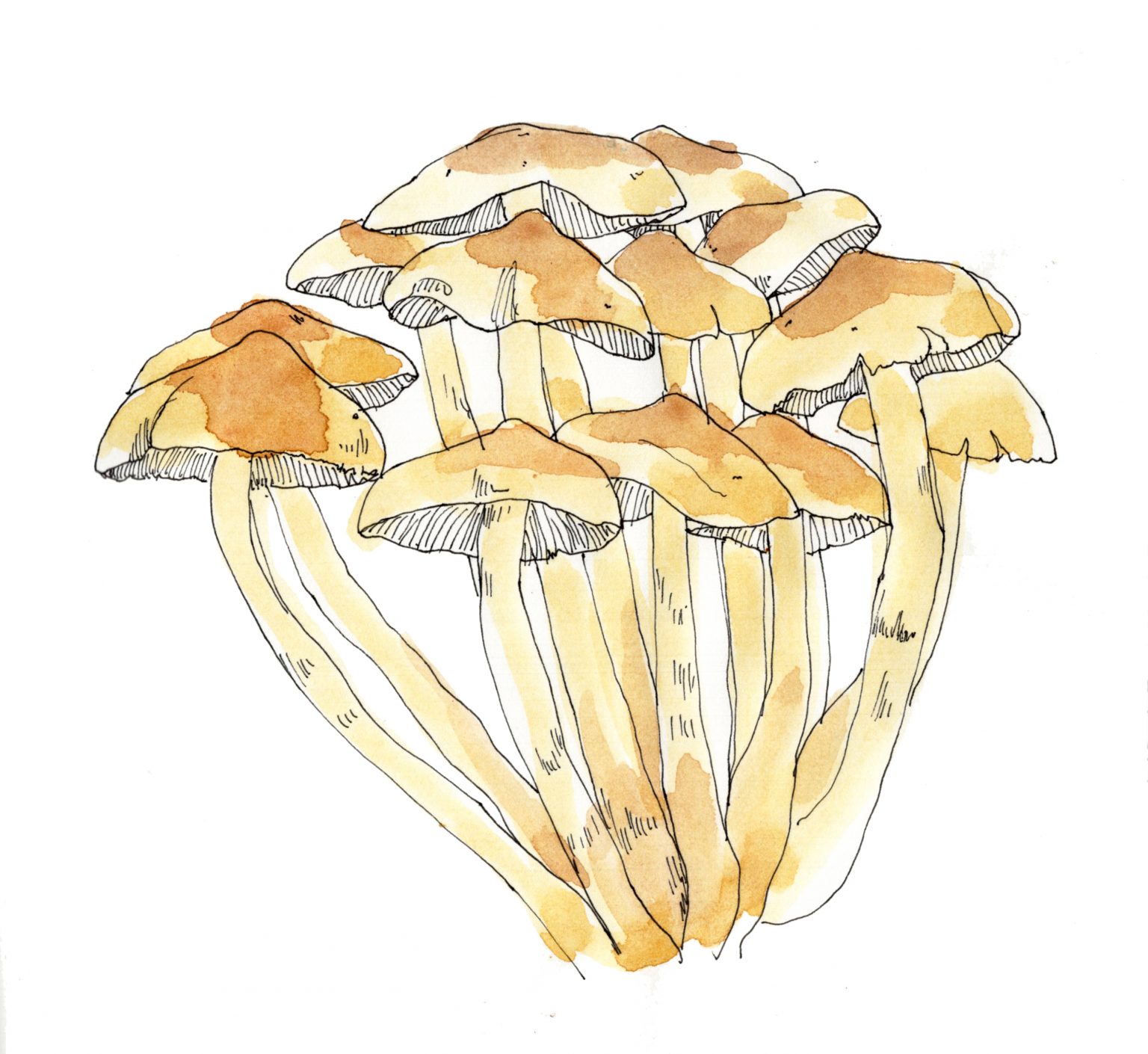 »MEINE ILLUSTRIERTE PILZKUNDE« - EDEN BOOKS