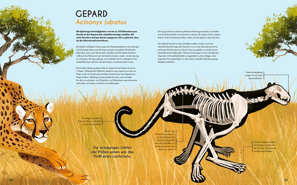 »Bones - Knochen und Skelette in der Tierwelt«  — MAGELLAN