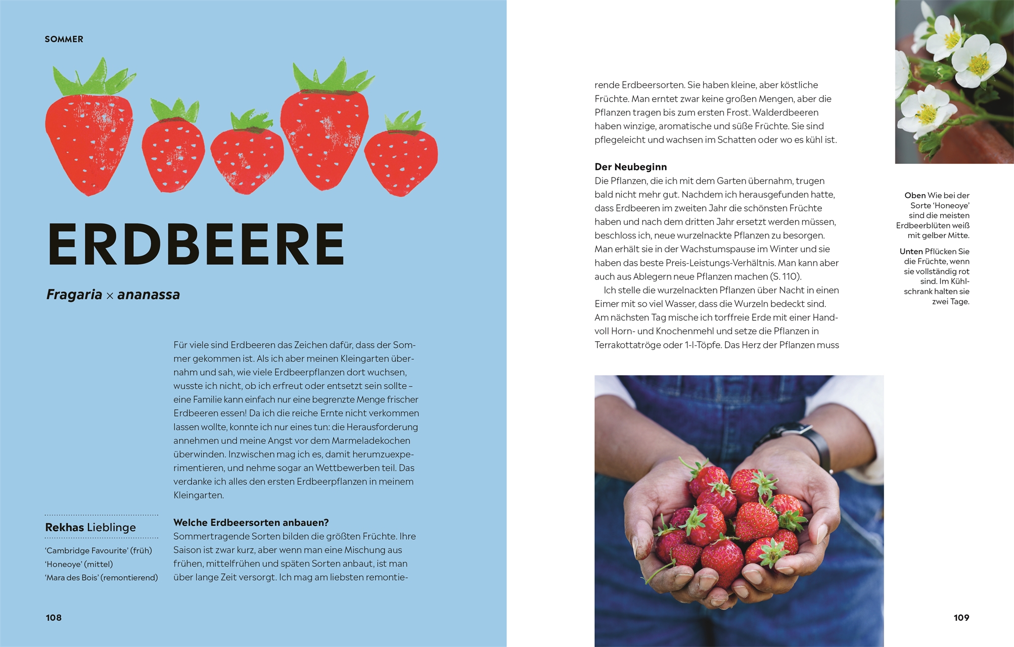 »Genuss pur aus dem Küchengarten« — DORLING KINDERSLEY