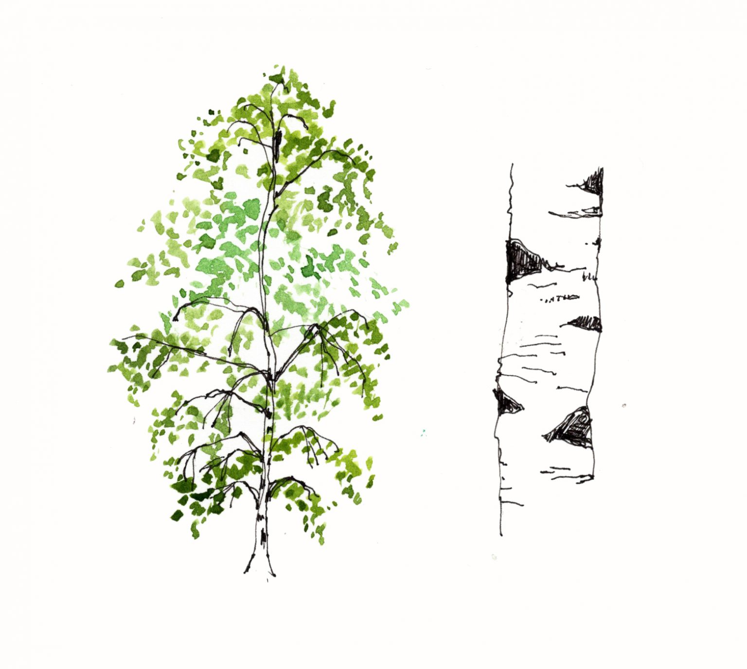 »MEINE KLEINE BAUMKUNDE« - EDEN BOOKS