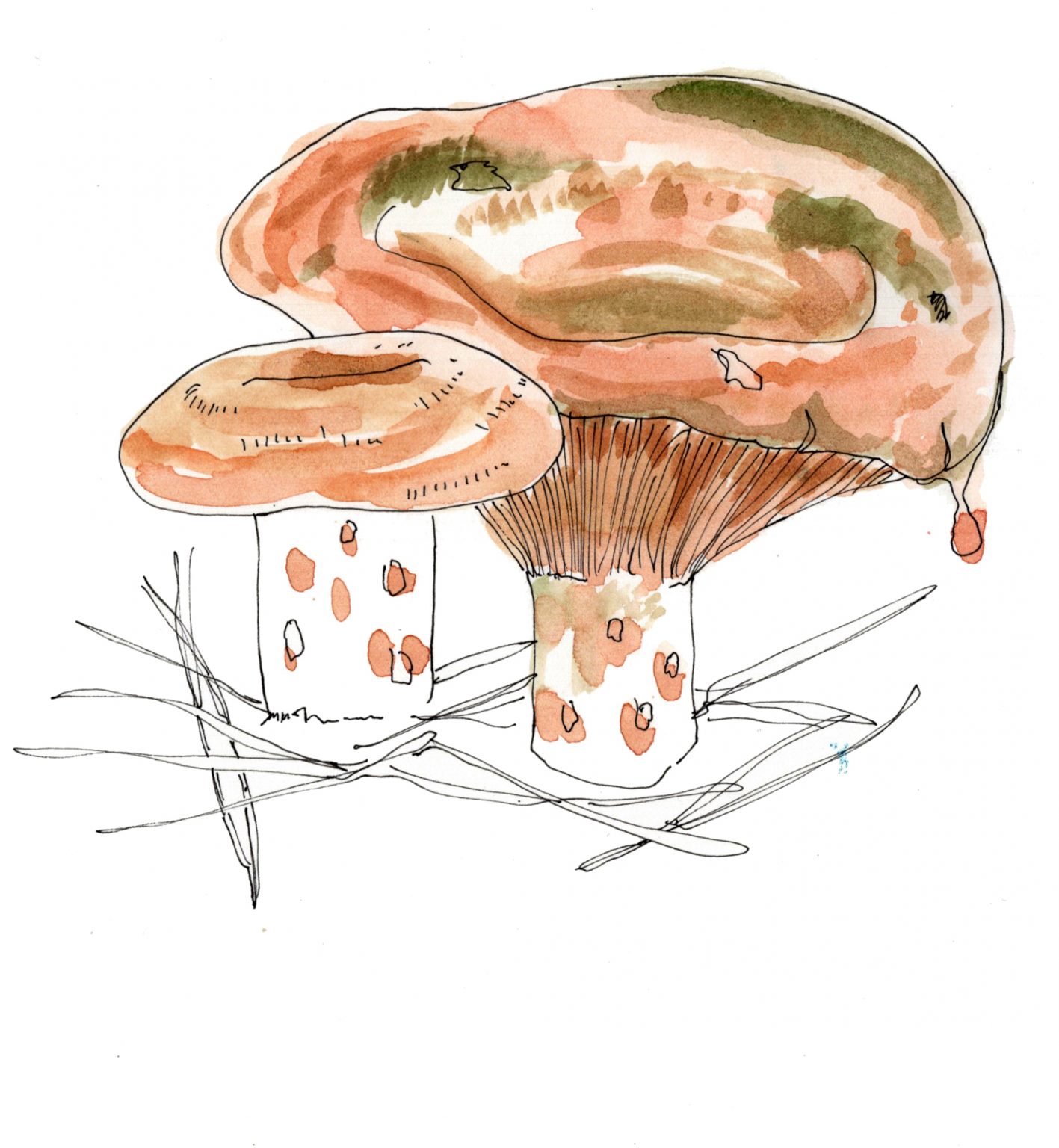 »MEINE ILLUSTRIERTE PILZKUNDE« - EDEN BOOKS