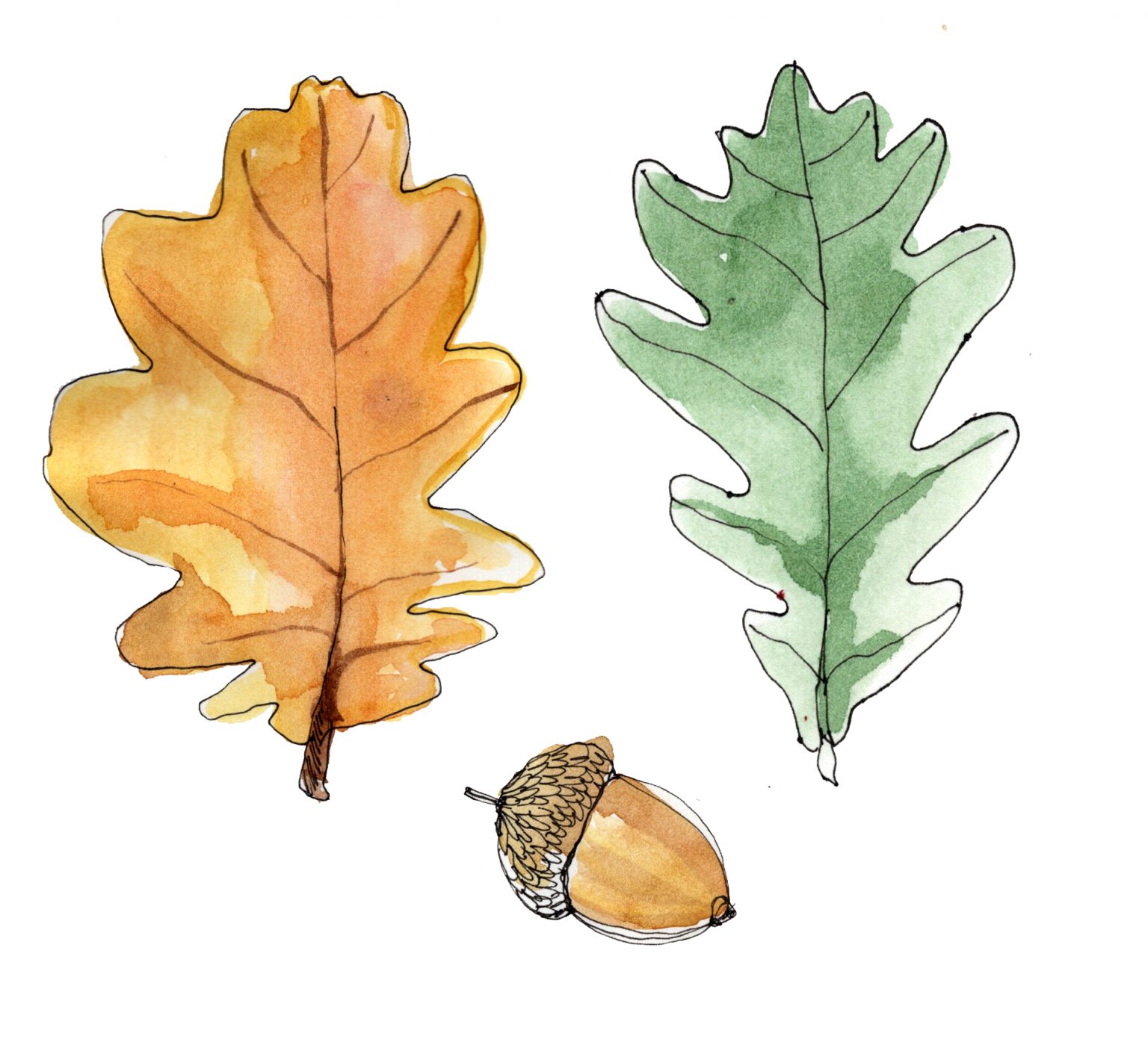 »MEINE KLEINE BAUMKUNDE« - EDEN BOOKS