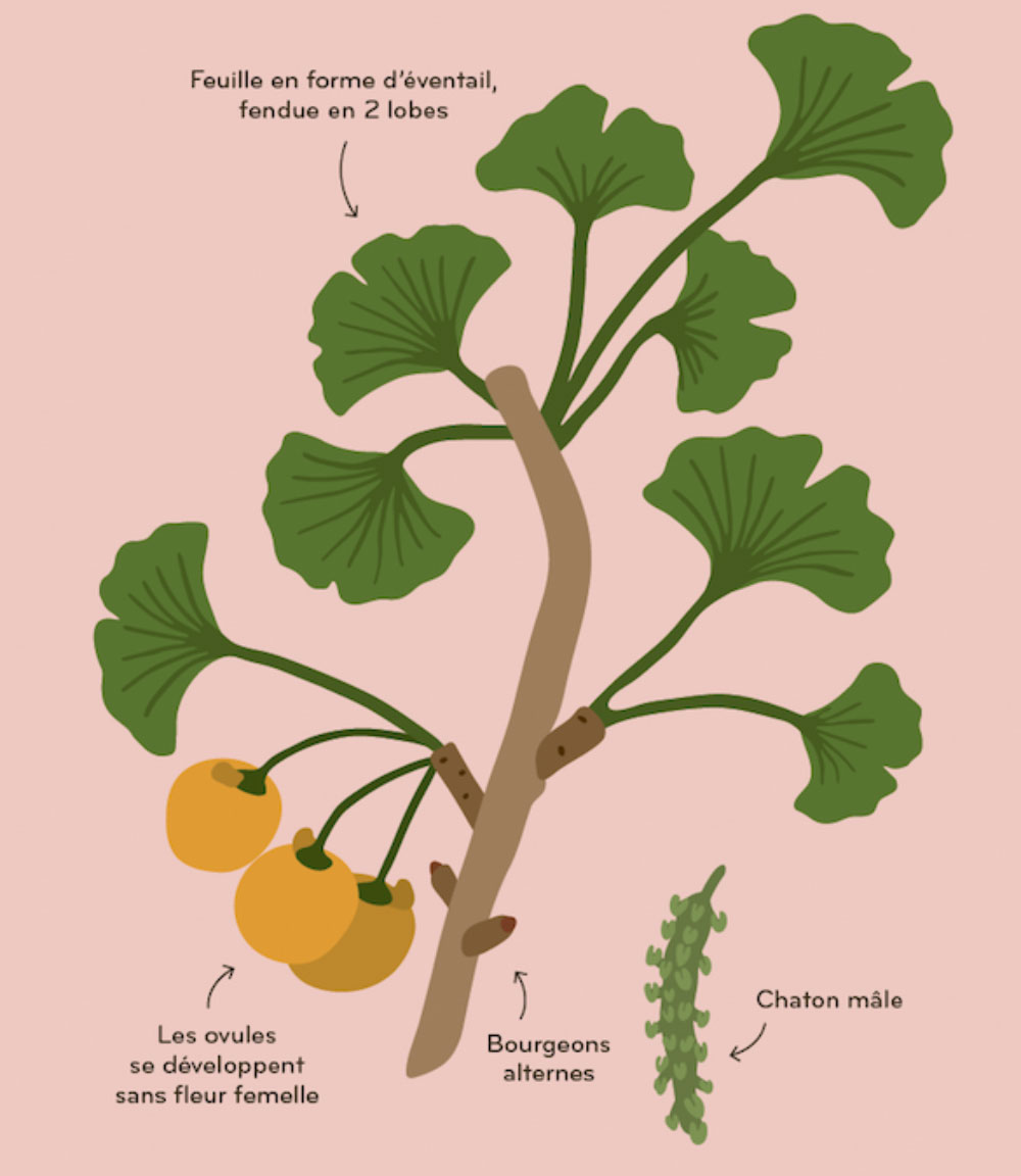 »Arborama« — HELVETIQ