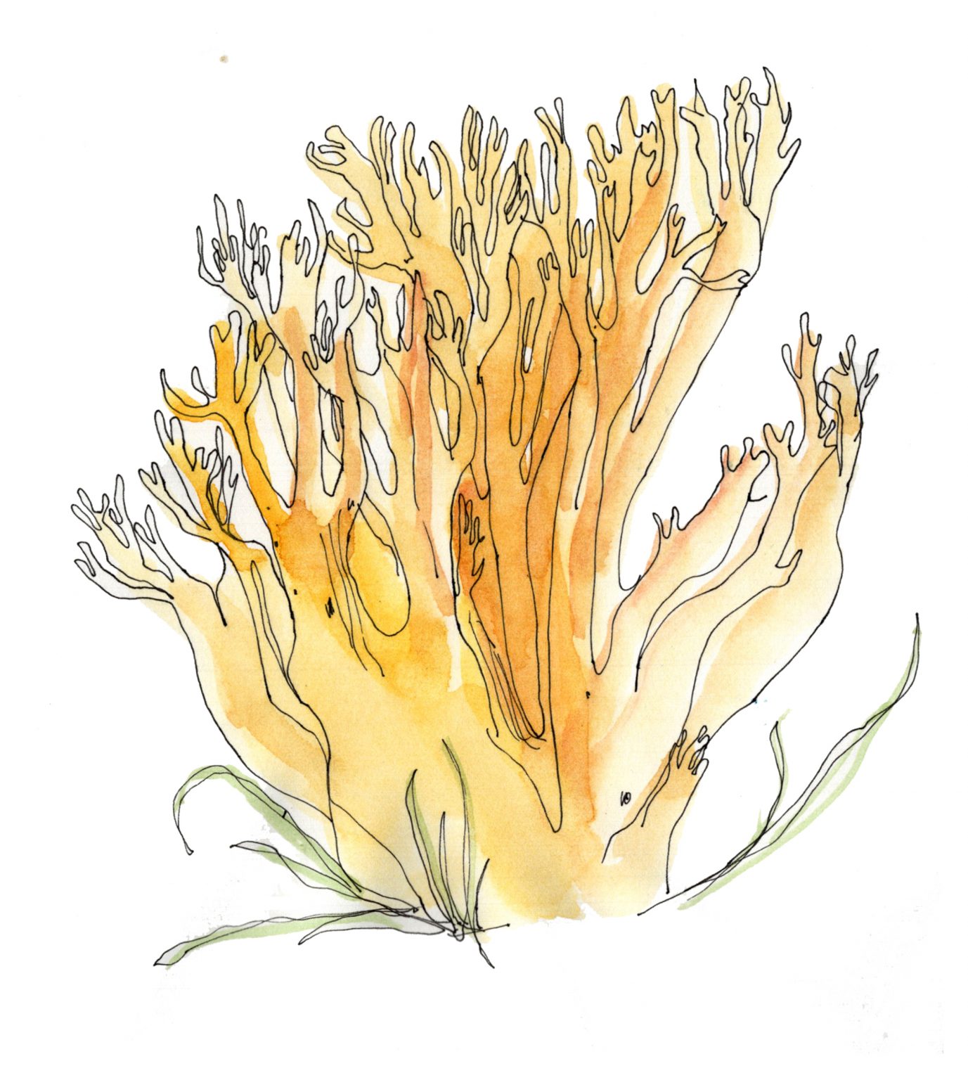 »MEINE ILLUSTRIERTE PILZKUNDE« - EDEN BOOKS