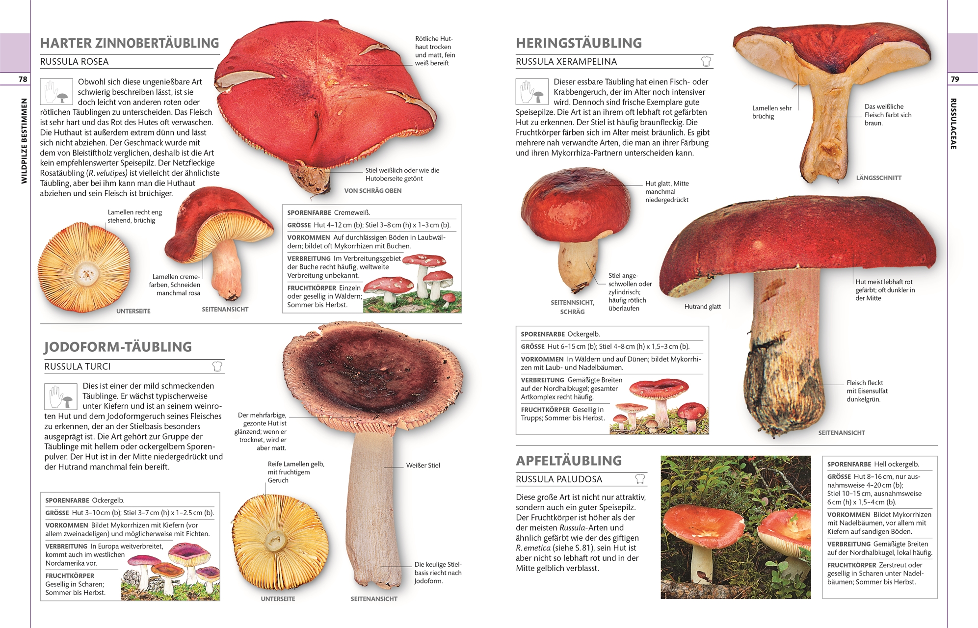 »Pilze« — DORLING KINDERSLEY