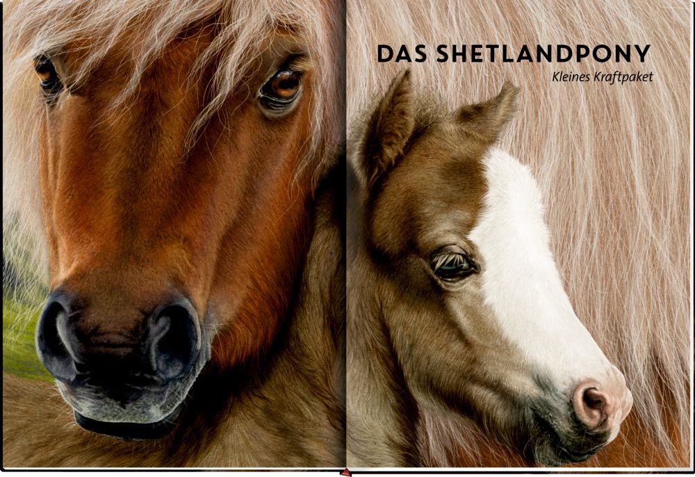 »Lebensgroß: Pferde aus aller Welt« — COPPENRATH