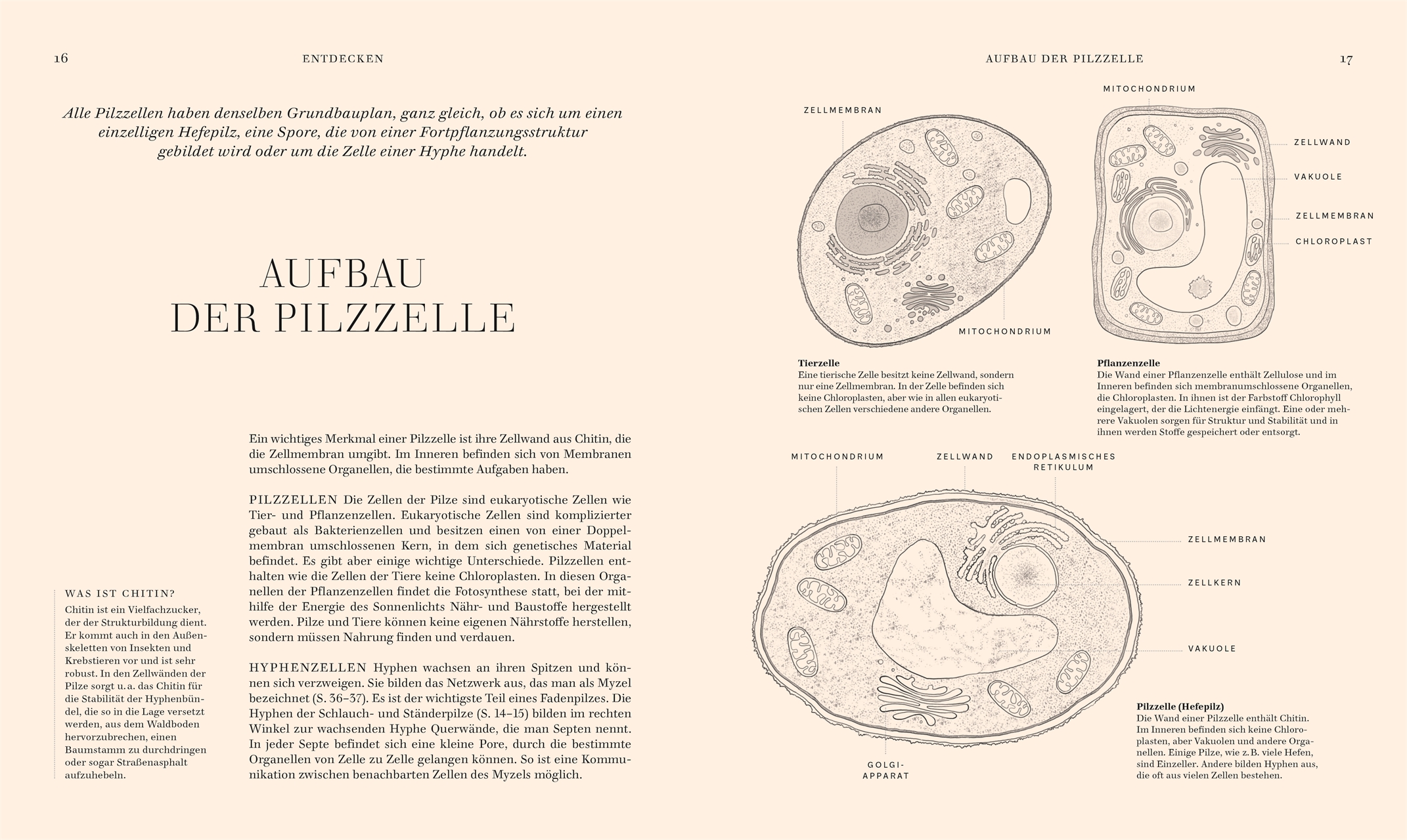 »Pilze« — DORLING KINDERSLEY