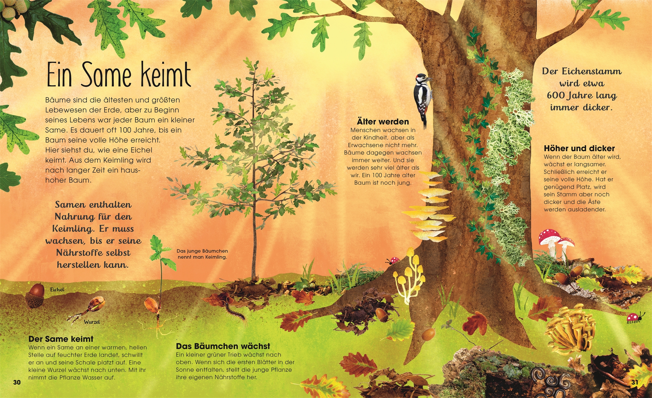 »BÄUME - ENTDECKE DIE VERBORGENE WELT DES WALDES« — DORLING KINDERSLEY