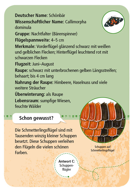 »EXPEDITION NATUR 50 (FÜNFZIG) HEIMISCHE SCHMETTERLINGE« — MOSES