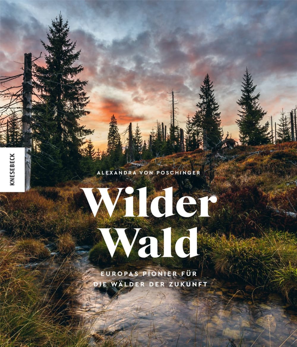 »WILDER WALD« — KNESEBECK