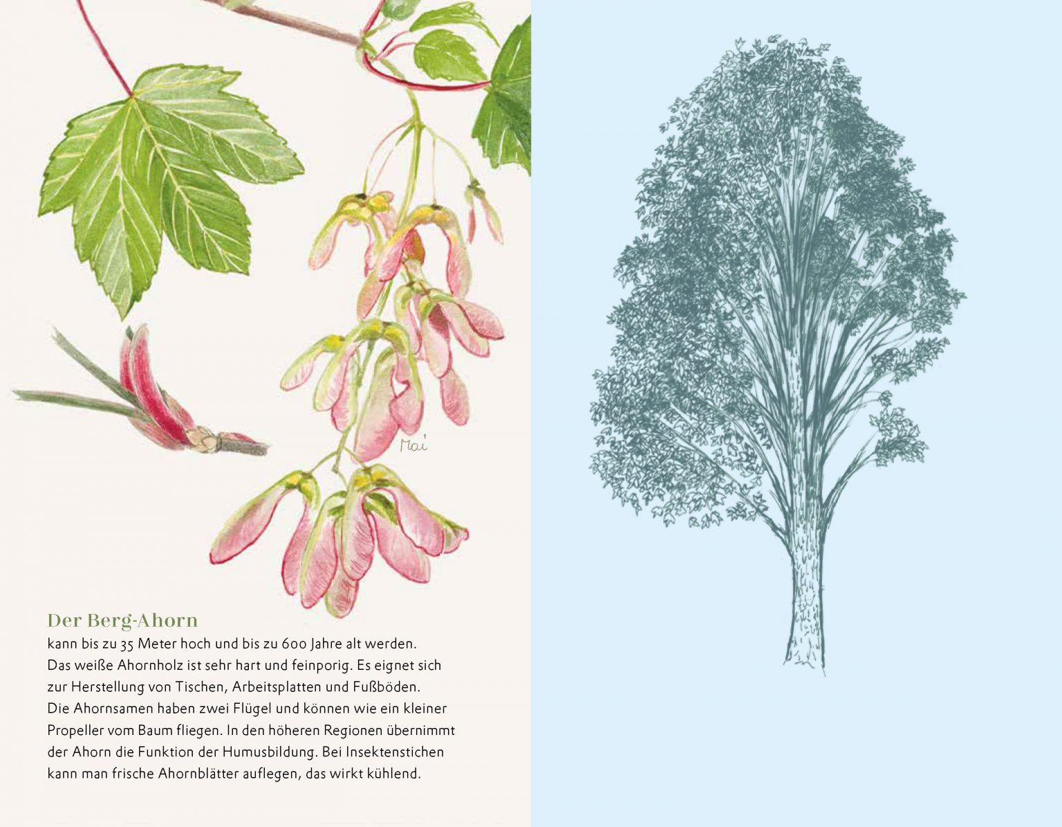 »DIE KLEINE WALDFIBEL« — KUNSTANSTIFTER